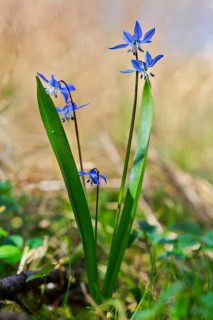 Siberian squill (Scilla siberica), backlit flower, Peene Valley nature park Park,