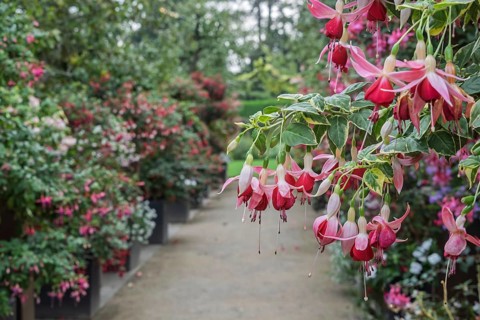 Fuchsienschau Kreislehrgarten, Burgsteinfurt, Steinfurt, MÃ¼nsterland, North Rhine-Westphalia,