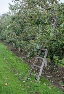 Ladder on a harvested apple tree, North Rhine-Westphalia, Germany