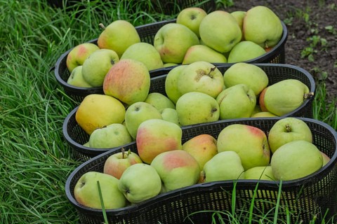 Apple harvest, freshly picked apples, Kreislehrgarten, Burgsteinfurt, Steinfurt, MÃ¼nsterland,
