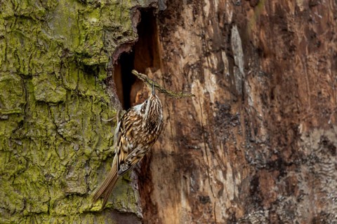 The woodcreeper (Certhia familiaris) uses tree bark, small twigs, fur remnants and feathers as