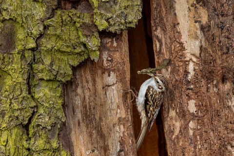 The woodcreeper pair (Certhia familiaris) tirelessly collects nesting material for nest building,