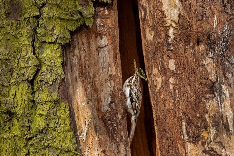 The woodcreeper (Certhia familiaris) skilfully juggles a small spruce branch for nest building,