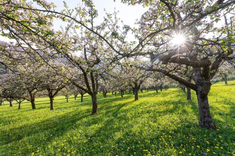 Apple blossoms on the orchard near Neidlingen, Swabian Jura, Baden-WÃ¼rttemberg, Germany