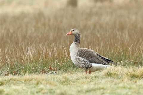 Grey goose (Anser anser) on a moor, DÃ¼mmer, Lake DÃ¼mmer, Ochsenmoor, HÃ¼de, Lower Saxony, Germany