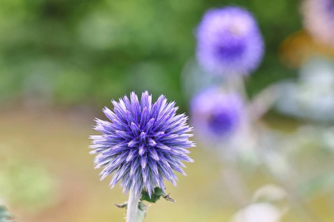 Blue globe thistle (Echinops ritro), flower, ornamental plant in a garden, Wilnsdorf, North