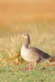 Grey goose (Anser anser) on a dyke in the evening at sunset, golden hour, DÃ¼mmer, Lake DÃ¼mmer,