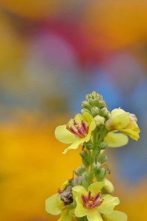 Dark mullein (Verbascum nigrum), flowers, inflorescence, in a natural garden, close-up, Wilnsdorf,