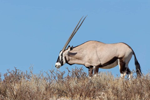 Gemsbok (Oryx gazella), adult female, standing on a rocky ridge among dry bushes, feeding on