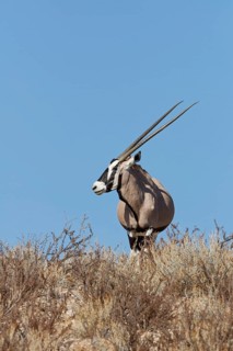 Gemsbok (Oryx gazella), adult female, standing on a rocky ridge among dry bushes, looking around,