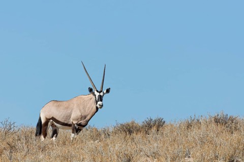 Gemsbok (Oryx gazella), adult female, standing on a rocky ridge among dry bushes, looking at