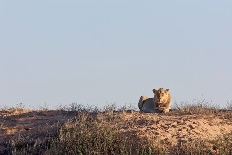 African lion (Panthera leo), adult male lying on a sand dune, in the sun, looking at camera, alert,
