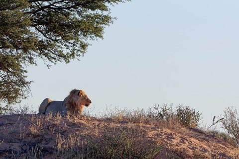 African lion (Panthera leo), adult male lying on a sand dune, in the shade of trees, looking