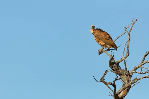 White-backed vulture (Gyps africanus), adult, sitting on a tree branch, on the lookout, blue sky,
