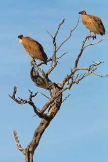 White-backed vultures (Gyps africanus), two adults, sitting on a tree branch, on the lookout, blue