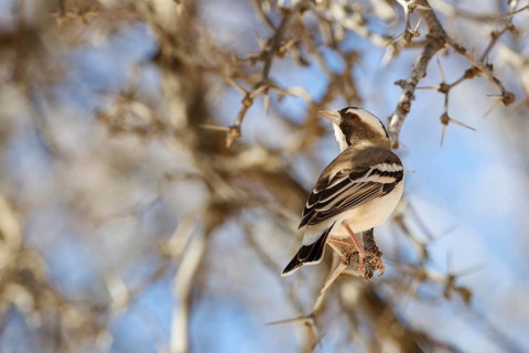 Sociable weaver (Philetairus socius), sitting on tree branch, Kgalagadi Transfrontier Park,