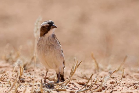 Sociable weaver (Philetairus socius), adult, sitting on the dry ground, foraging, Kgalagadi