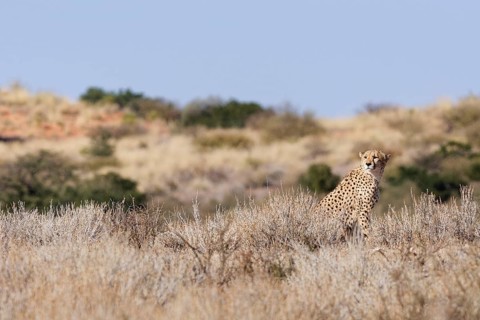 Cheetah (Acinonyx jubatus), adult, sitting on a rocky hill among dry bushes, looking around, alert,