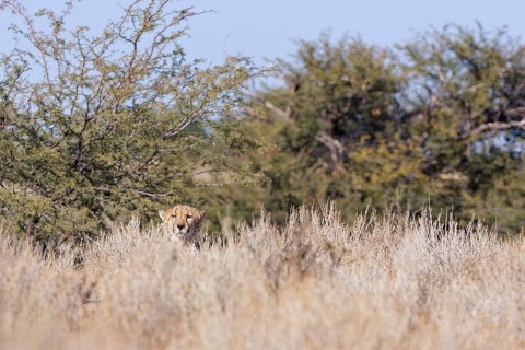 Cheetah (Acinonyx jubatus), adult, sitting on a rocky hill behind dry bushes, looking at camera,