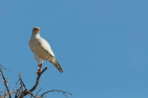 Pale chanting goshawk (Melierax canorus), adult, sitting on a tree branch, on the lookout, blue