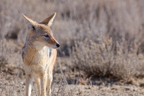 Black-backed jackal (Lupulella mesomelas), adult, standing among dry bushes, looking around, alert,