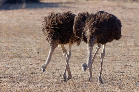 South African ostriches (Struthio camelus australis), two adult females, walking in the grass of