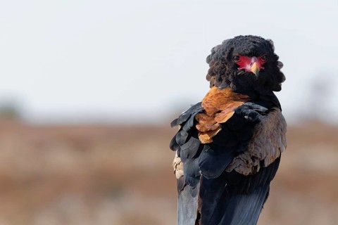 Bateleur eagle (Terathopius ecaudatus), adult sitting on branch, looking at camera, alert, animal