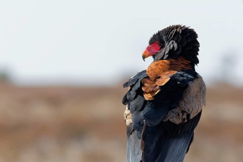 Bateleur eagle (Terathopius ecaudatus), adult sitting on branch, looking around, alert, Kgalagadi