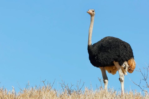 South African ostrich (Struthio camelus australis), adult male, standing on a hill among dry