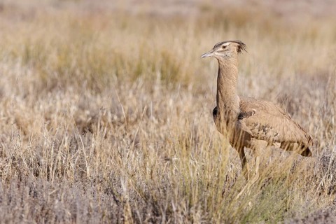 Kori bustard (Ardeotis kori), adult, walking in tall dry grass, foraging, Kgalagadi Transfrontier