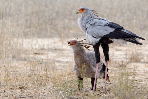 Secretary birds (Sagittarius serpentarius), adult and juvenile, young bird feeding on a snake,