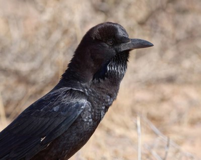 Cape crow (Corvus capensis), adult, sitting on dry ground, head profile, close-up, Kgalagadi