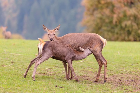 A red deer cow (Cervus elaphus) stands on a meadow and suckles her fawn. A forest in autumnal