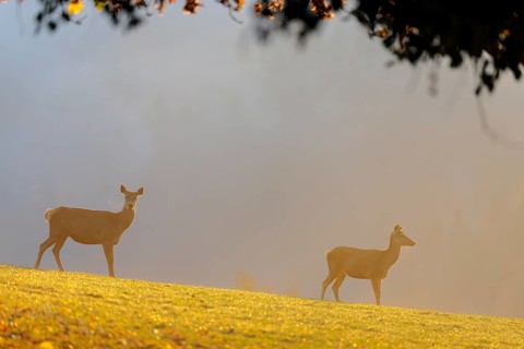 A herd of red deer cows (Cervus elaphus) standing on a meadow in backlit condition. Fog covers the