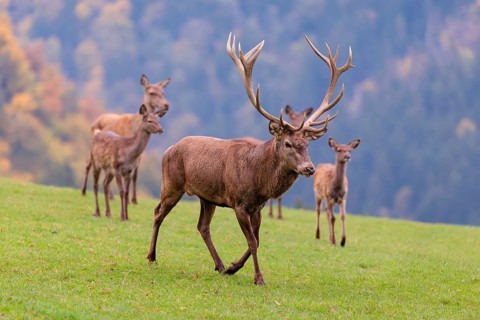 A Red Deer stag, cows and calves (Cervus elaphus) run across a green meadow in hilly terrain. In