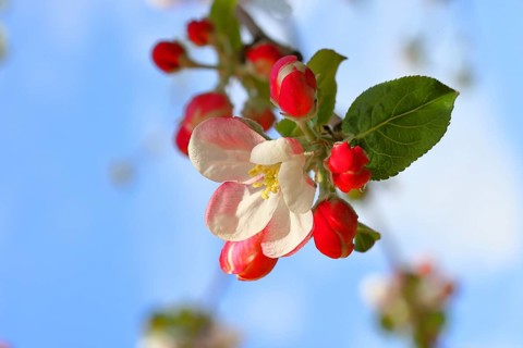 Apple blossoms (Malus), white blossoms with blue sky in the background, close-up, spring,