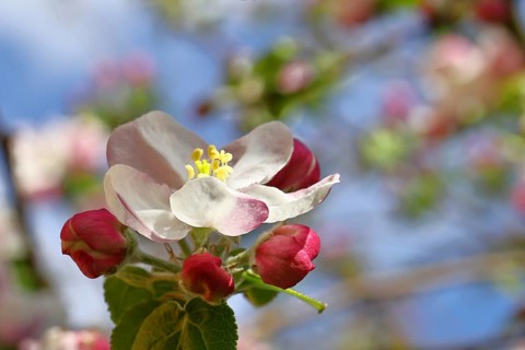Apple blossoms (Malus), white blossoms with blue sky and bokeh in the background, close-up, spring,