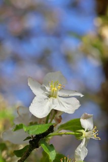 Apple blossoms (Malus), white blossoms with blue sky and bokeh in the background, close-up, spring,