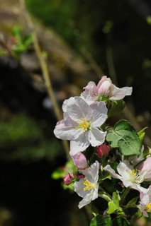 Apple blossoms (Malus), white blossoms with dark background, close-up, spring, Wilnsdorf, Nordrhein