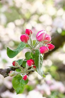 Apple blossoms (Malus), red still closed blossoms, bokeh in the background, close-up, Wilnsdorf,