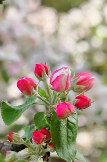 Apple blossoms (Malus), red still closed blossoms, bokeh in the background, close-up, spring,