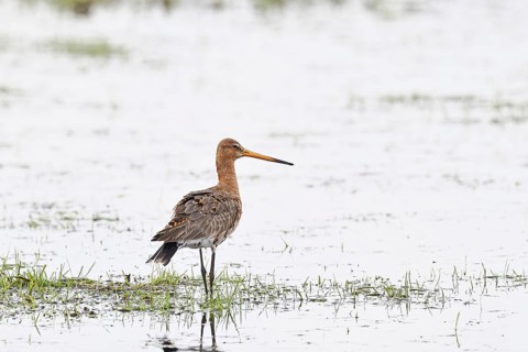 Black-tailed godwit (limosa limosa), in morning mist on a flooded meadow, snipe birds, wildlife,