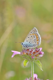 Blue butterfly (Polyommatus icarus), common blue, female on a flower of the woodland cistus