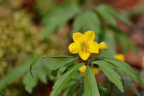 Yellow Anemone, Anemone ranunculoides, Yellow Wood Anemone, Anemone ranunculoides, in a beech