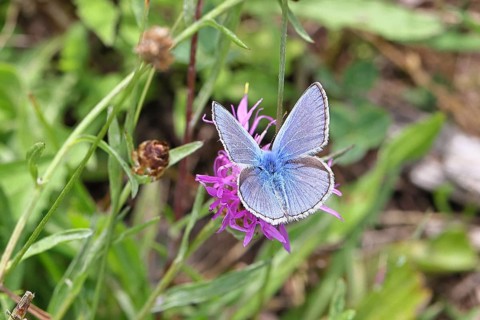 Common blue butterfly (Polyommatus icarus), male on a flower of the meadow knapweed or common