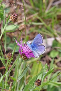 Common blue butterfly (Polyommatus icarus), male on a flower of the meadow knapweed or common