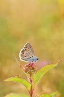Blue butterfly (Polyommatus icarus), Common blue, female on a flower of Hemp agrimony (Asteraceae)