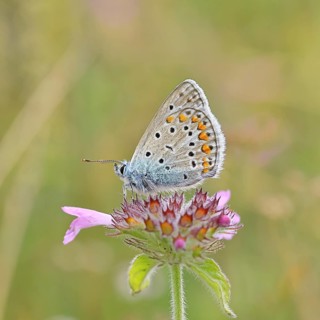 Blue butterfly (Polyommatus icarus), common blue, female on a flower of the woodland cistus