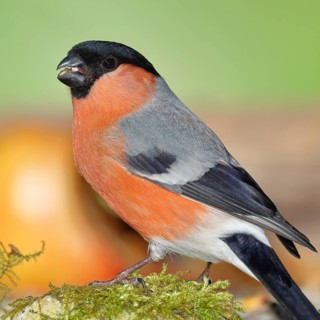 Bullfinch (Pyrrhula pyrrhula), male, sitting on moss, Wilnsdorf, North Rhine-Westphalia, Germany