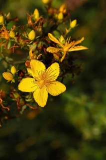Common St John's wort (Hypericum perforatum), spotted St John's wort or common St John's wort